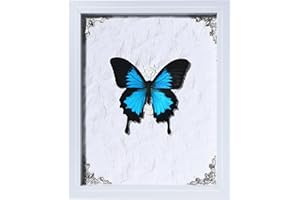 VIVOPTERA Taxidermy Butterfly Framed 9x11 Inch Specimen | Real Butterfly Wall Art | Science Class Decor | Ideal Gift for Your/Wife/Daughter | Mother's Day Birthday Gift