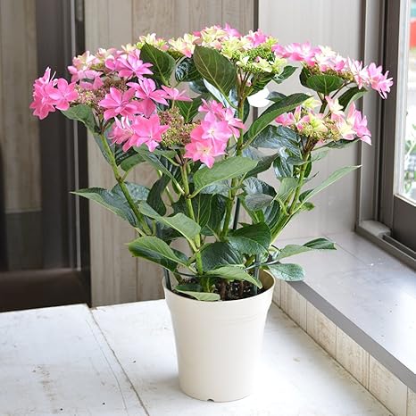 Amazon 相武ガーデン 鉢花 アジサイ ハイドランシア ダンスパーティー 高さ50cm 観葉植物 オンライン通販 Amazon 相武ガーデン 鉢花 アジサイ ハイドランシア ダンスパーティー 高さ50cm 観葉植物 オンライン通販