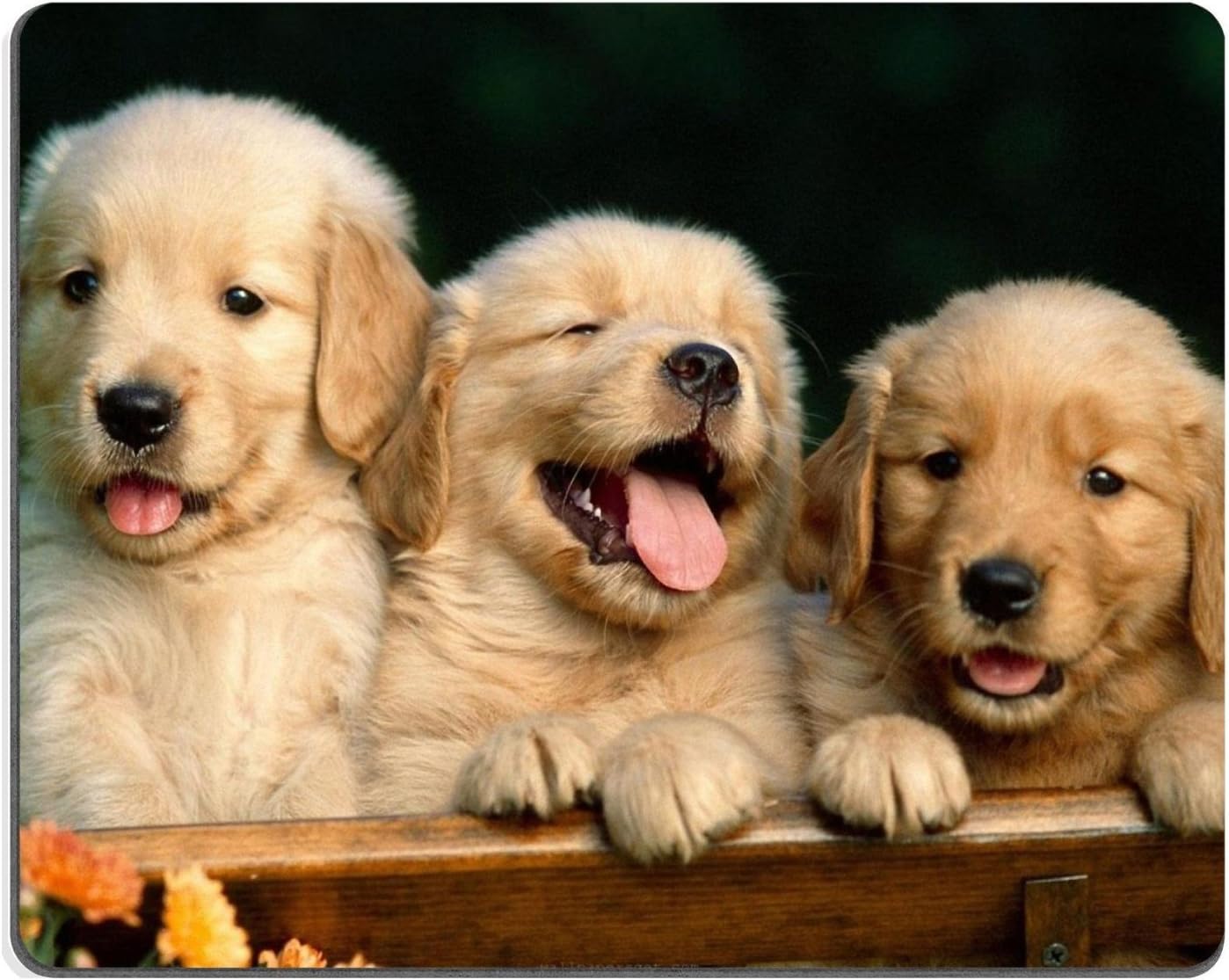 Cute Adorable Golden Retriever Puppies Mouse Pads Customized Made to Order Support Ready 9 7/8 Inch (250mm) X 7 7/8 Inch (200mm) X 1/16 Inch (2mm) Eco Friendly Cloth with Neoprene Rubber Liil Mouse Pad Desktop Mousepad Laptop Mousepads Comfortable Computer Mouse Mat Cute Gaming Mouse pad