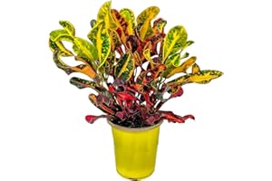 Croton Mammy - 16" to 20" Overall Height - Live Variegated Plant - Tropical Plants of Florida (Plant in Growers Pot)