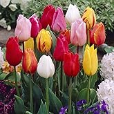 5X Tulip Bulbs, Mixed Tulip Bulbs, Cold Hardy, Magical Plant, Garden Flowers, Mixed Color Plants: Seeds Only :