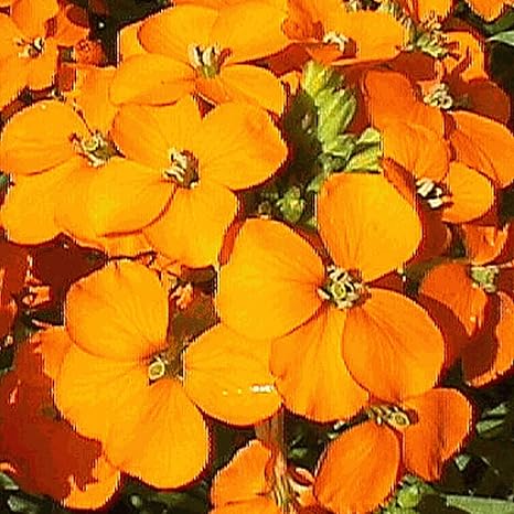 Amazon Co Jp 種子パッケージ Sウォールフラワーの花の種 エヴェーレ農場マイラーシードパケット ホーム キッチン Amazon Co Jp 種子パッケージ Sウォールフラワーの花の種 エヴェーレ農場マイラーシードパケット ホーム キッチン