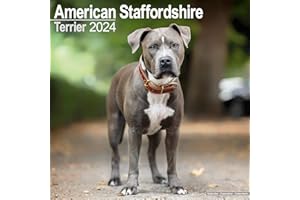 American Staffordshire Terrier Calendar - Dog Breed Calendars - 2023 - 2024 wall calendars - 16 Month by Avonside