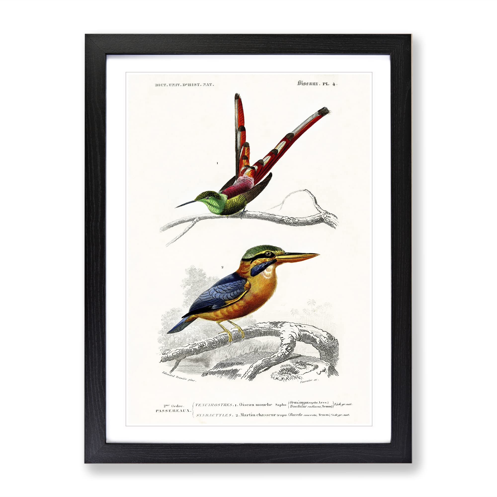 Kingfisher & Hummingbird By Charles D' Orbigny Vintage Framed Wall Art Print, Ready to Hang Picture for Living Room Bedroom Home Office Décor, Black A4 (34 x 25 cm)