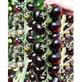 30PCS Black Cherry Tomato Seeds Garden Vegetable Seeds