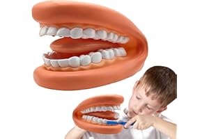 Tooth Model,Educational Soft Wearable Mouth - Fake Educational Teeth Model for Classroom Learning for Kids & Adults, Enhances