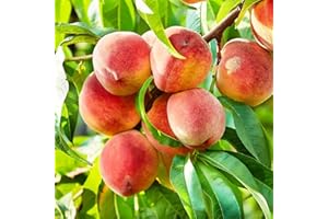 CARPET CREEPING 5+ Nemaguard Peach Fruit Tree Seeds for Planting Outdoor- Perennial Non GMO Fruit Seeds Tasty Sweet Great Home Garden Gift