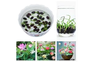 ZEshops 10pcs Mixed Color Bonsai Bowl Lotus Live Plants Pre-Sprouted - Aquatic Beauties for Indoor and Outdoor Serenity
