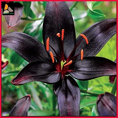 Amazon Co Jp 受精 受精後3 4週間以内にユリの種子種子 種子の発芽まで 種子を施肥 水溶性の最良の選択を開始する必要があります30センチメートル後に発掘されました ホーム キッチン