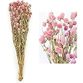 MIHUAGE Dried Flower White Globe Amaranth Dry Flower Bundles 100% Naturally for Home Decor Party (Pink)