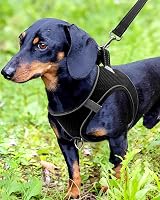Joytale Step In Dog Harness Reflective Breathable Mesh M Black view 2