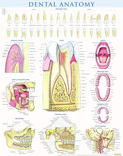 Download Dental Anatomy PDF