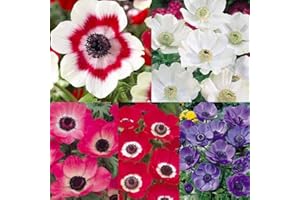 25: Bolly Bulbs - Anemone De Caen - Mixed Colors Spring/Summer Bloom 12/25/50: Seeds: Package Contains Seeds