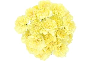 Yellow Carnations by Rumhora Greens | Fresh Cut Flowers | Two Bunches 25 Stems Each