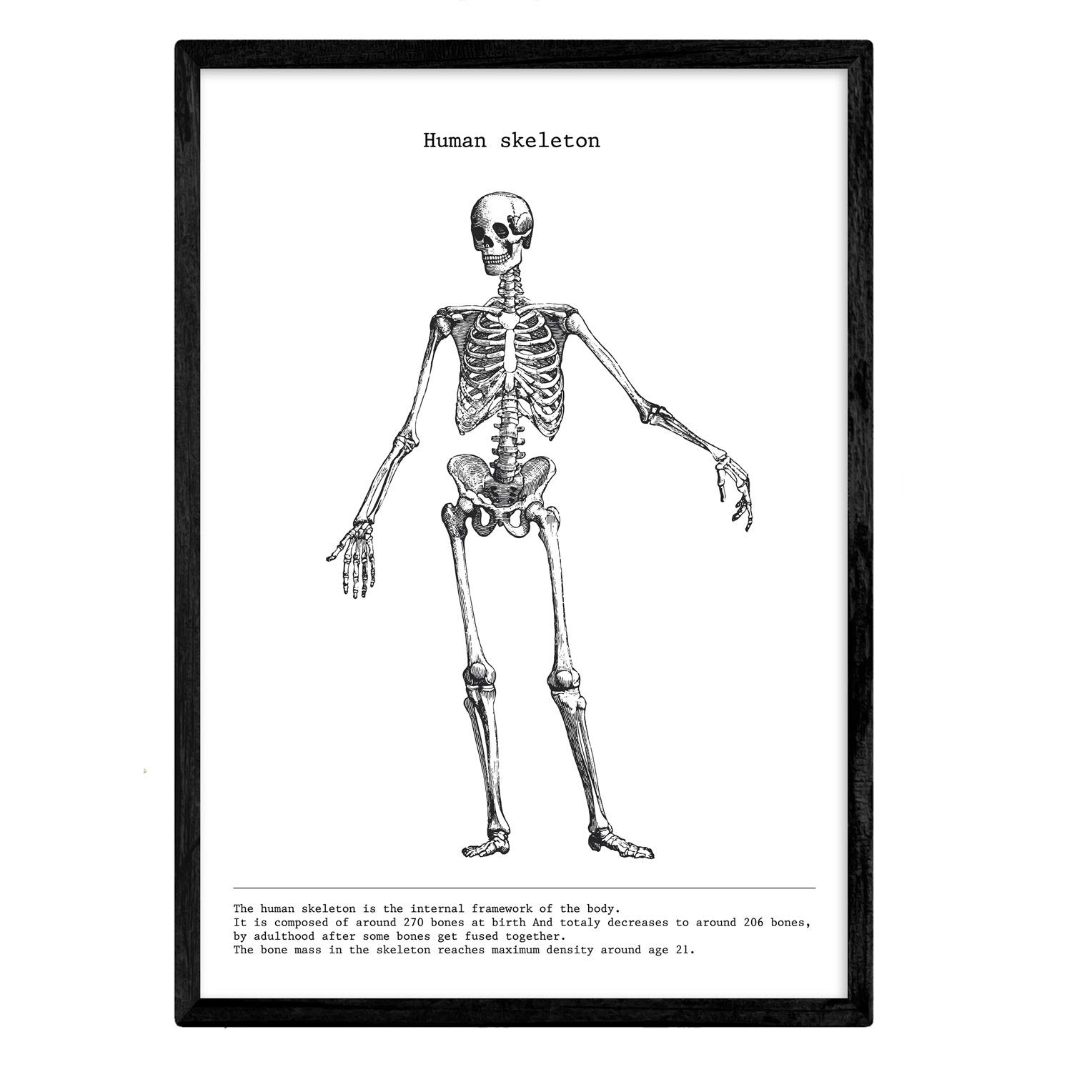 Nacnic Anatomy Poster. Vintage style wall decoration of skeletons, muscles and bones. Assorted black and white pictures of human anatomy and body parts. Size A4.