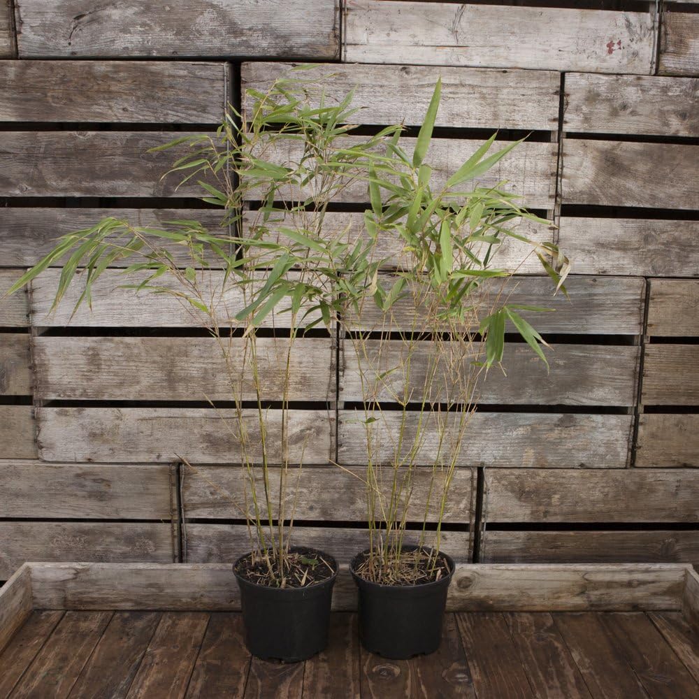 YouGarden Pair of Fargesia rufa 'Fountain' Bamboo, Established Plants in 2L Pots, Supplied Already 50cm Tall and Ready to Plant - Image 4