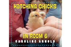 Hatching Chicks in Room 6