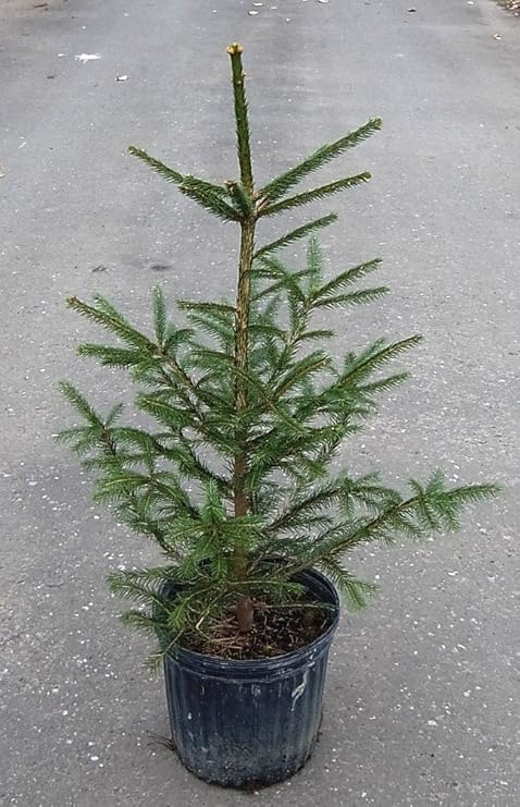 Amazon トウヒ ドイツトウヒ苗 クリスマスツリー 樹高約70ｃｍ 80ｃｍ位 ポット入り 植木