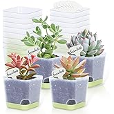 Oliz 20 Pack 3 Inch Plastic Succulent Pots with Drainage Holes & Saucers, Square Nursery Planters for Indoor Outdoor Plants, Half Clear Flower Pots