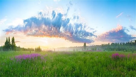 Amazon Hiyash 12フィート屋外の野生性背景ビニール夕暮れ緑草原紫色の花黄金の夕焼け背景春風景自然風景壁紙イベントイベント撮影パーティー装飾 バックペーパー 背景布 通販
