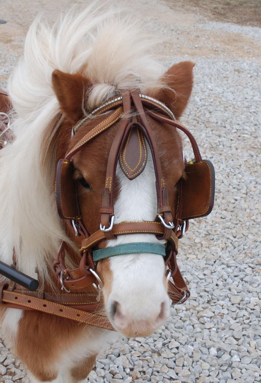 Super Heavyweight Mini Miniature Russet Brown Horse Driving Harness : Horse Driving Equipment : Sports & Outdoors