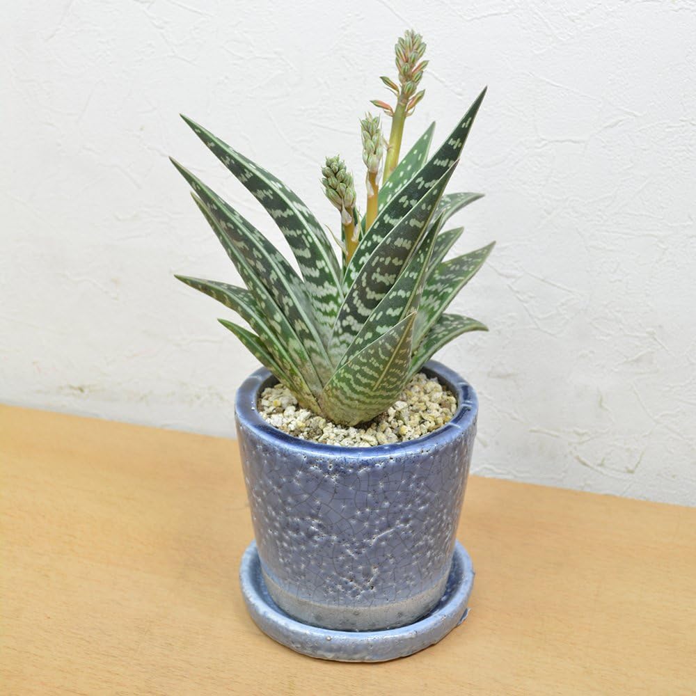 Amazon Co Jp エルフルール 観葉植物 アロエ千代田錦陶器鉢植 Diy 工具 ガーデン