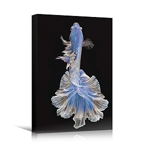 SIGNWIN Canvas Wall Art Siamese Fighting Fish with...