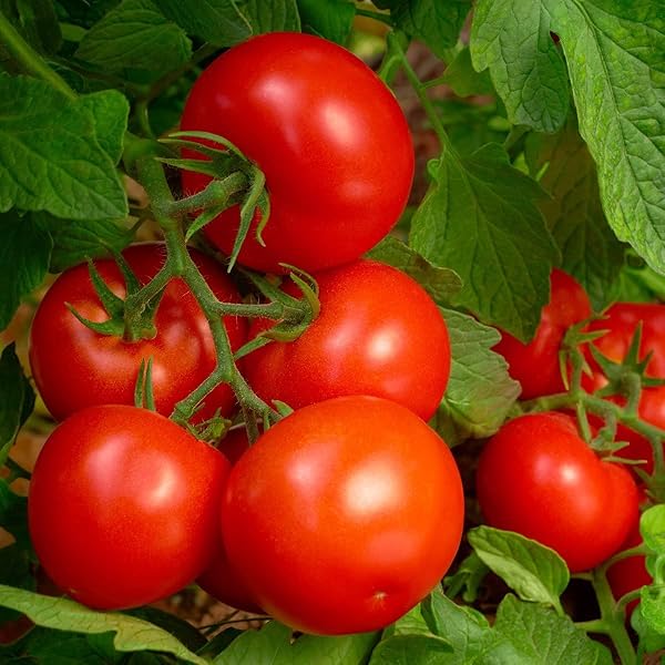 2.25LB TOMATO & VEGETABLE PLANT FOOD FERTILIZER TRIPLE PLAY 8-8-8 (COVERS UP TO 250 SQUARE FEET)