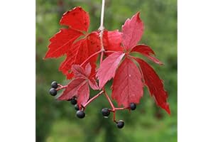 CHUXAY GARDEN Virginia Creeper Seed 120 Seeds Five-Leaved Ivy Climber Vine Attractive Serrated Pointy Leaves Extremely Decorative