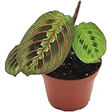 Red Maranta Prayer - 3" from California Tropicals
