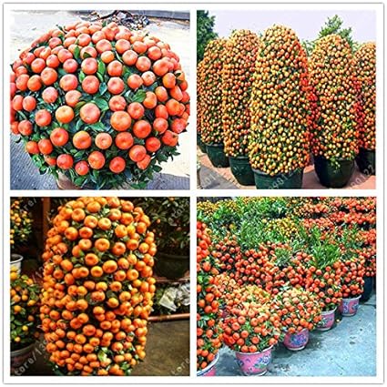 [DOC] Pour trois graines d eternite