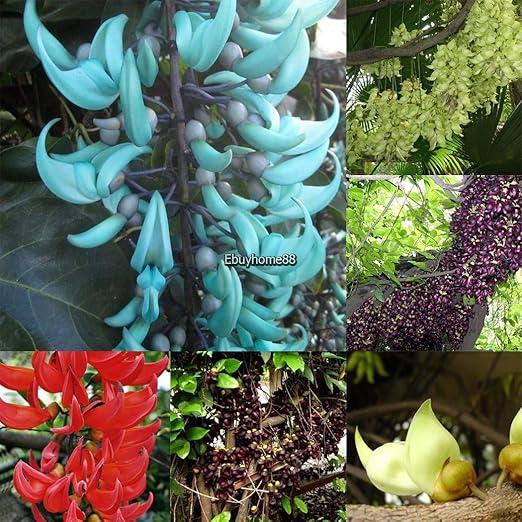 Portal Cool Paquete de se as: 3: 20Pcs cult r un huerto casero ...