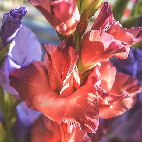 Amazon 庭の球根 間隔4 6インチで植えます 多年草 繊細で美しい花びら 庭の花 グラディオラス球根 観賞用の花 希少植物 8球根 花 Amazon 庭の球根 間隔4 6インチで植えます 多年草 繊細で美しい花びら 庭の花 グラディオラス球根 観賞用の花 希少植物 8球根 花