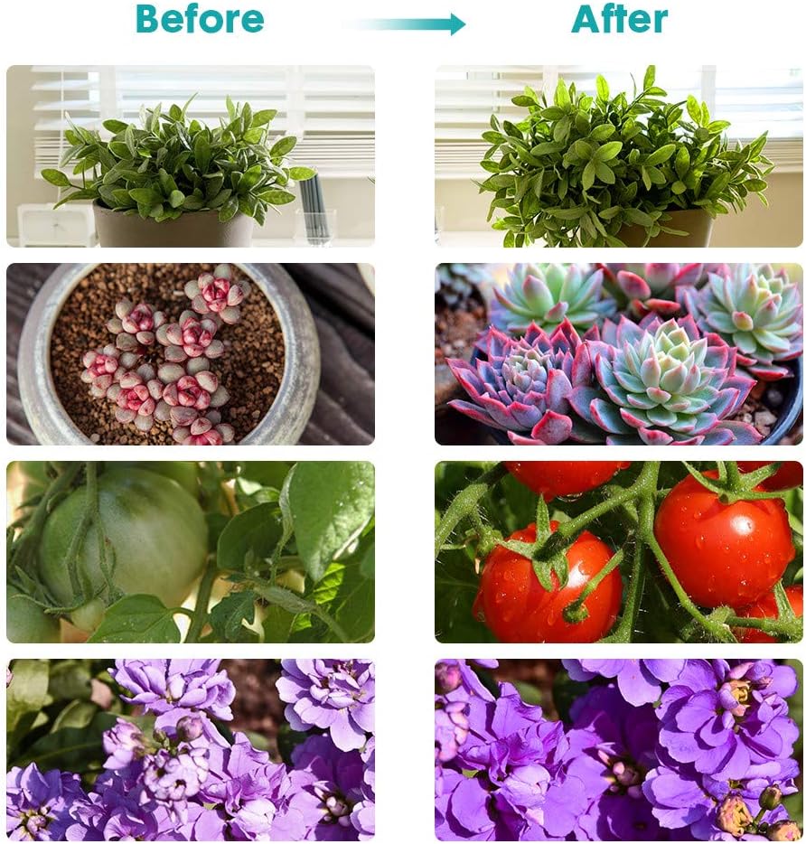 GROSSYLAND LED Grow Light Red Blue Spectrum for Indoor Plants with Timer, 2-Head Plant Growing Lamps with 3 Switch Modes and 6 Levels Dimmable for Succulent Plants, Hydroponic Plants : Garden & Outdoor