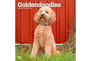 Goldendoodles | 2026 12 x 24 Inch (Hanging) Monthly Square Wall Calendar | Plastic-Free | BrownTrout | Animals Mixed Dog Breeds