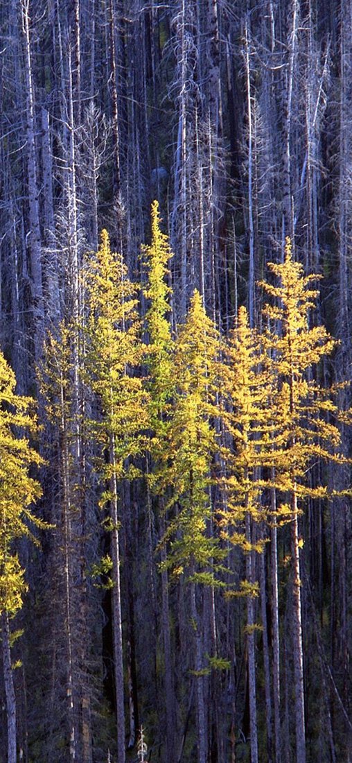 PeelitStickit, Beautiful Nature Wall Murals, ID-0452, vinyl