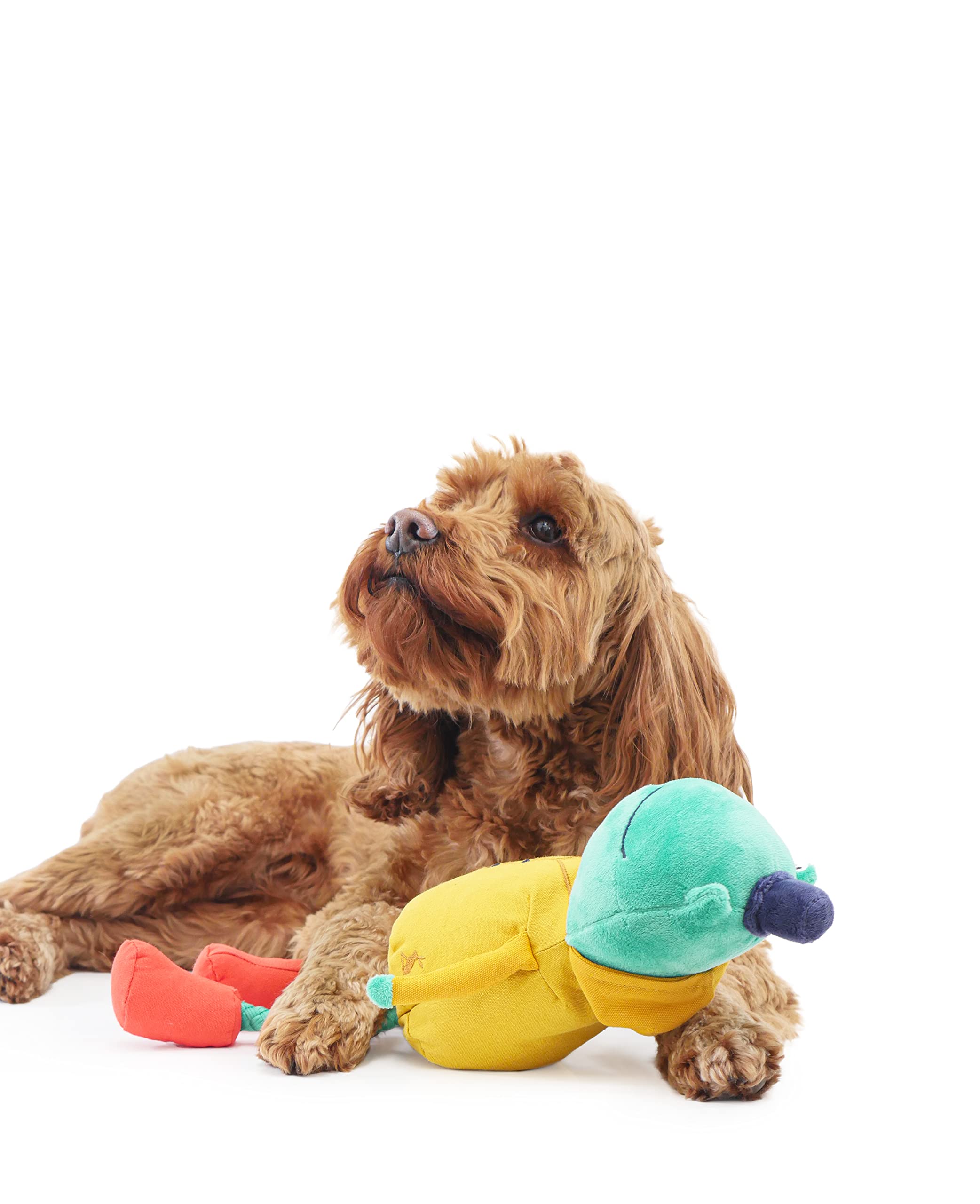 Rosewood Joules Frog Dog Toy