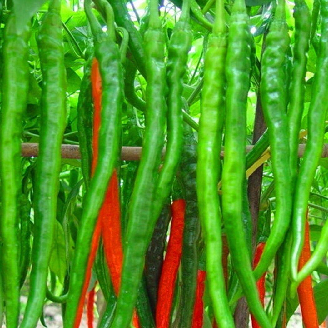 Kisshes Seeds - Giant Pepper Seeds Hot Chilli Seeds Organic Plant Vegetable Seeds for Garden Outdoor