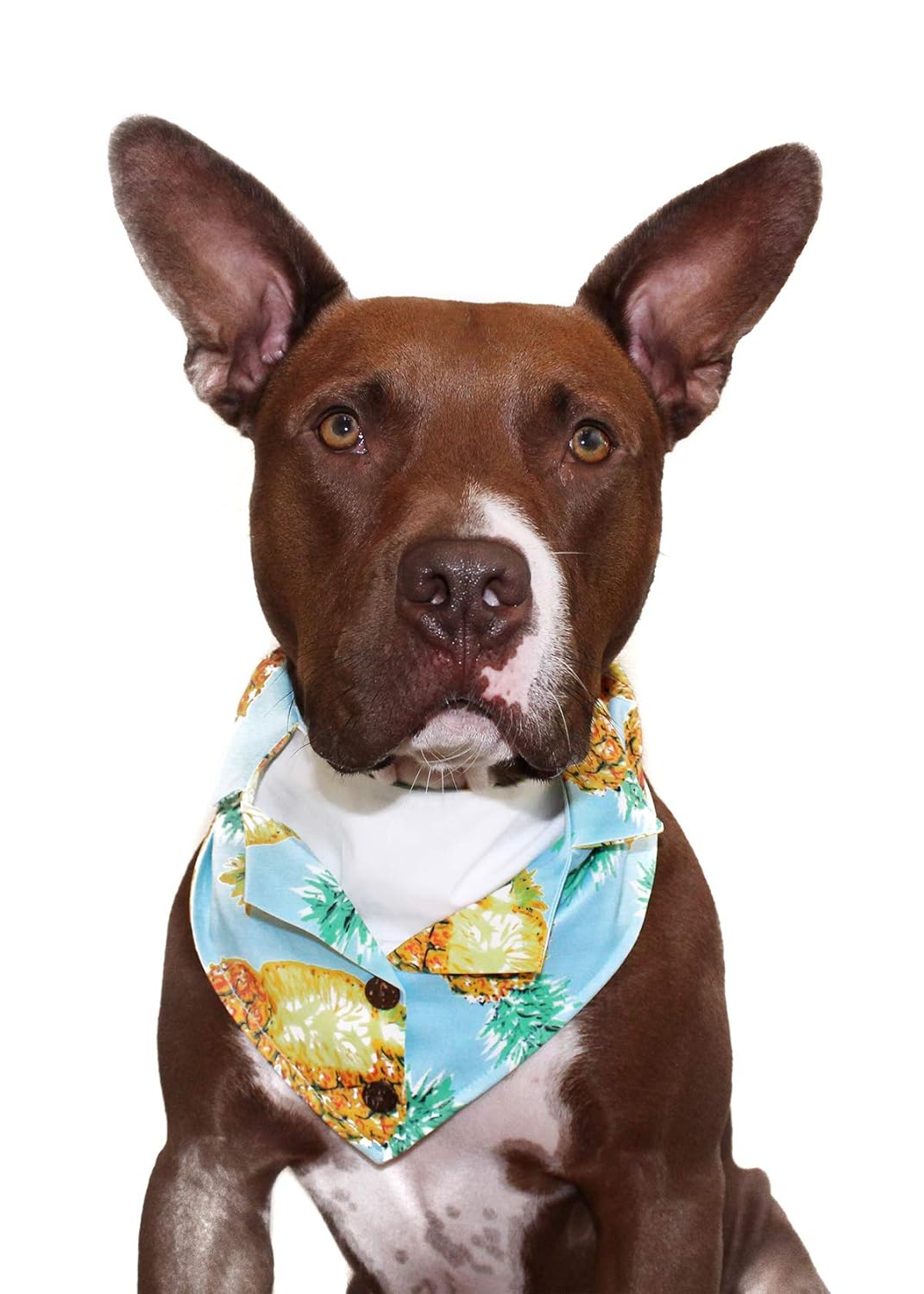 Tail Trends Formal Dog Bandanas Blue