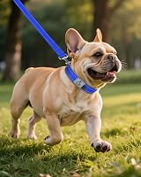 Joytale Reflective Small Dog Collar Navy Neoprene Padding Heavy Buckle view 7