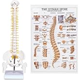 breesky Human Spine Mini Model, 17&rsquo;&rsquo; Spine Anatomy Model with Nerves, Vertebra Model with Stand for Medical Students, Osteopaths and Chiropractors