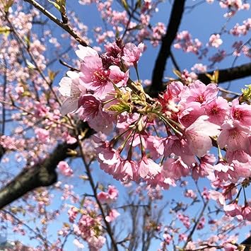 Amazon 桜 苗木 さくら 江戸彼岸桜 えどひがんざくら 1年生 接ぎ木 苗 庭木 落葉樹 シンボルツリーサクラ 苗 Diy 工具 ガーデン
