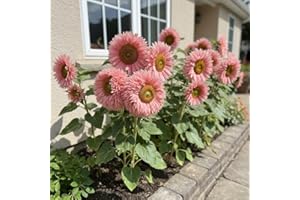 100 Pink Teddy Bear Sunflower Seeds - Unique Double Soft Petals, Dwarf Variety for Patio Pots & Cut Flowers
