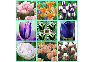 Mix, Tulip Bulbs, Perennials, Mixed Tulip Bulbs, Cold-Hardy, Blooming from March to May, Office Decoration, Home Decoration, 