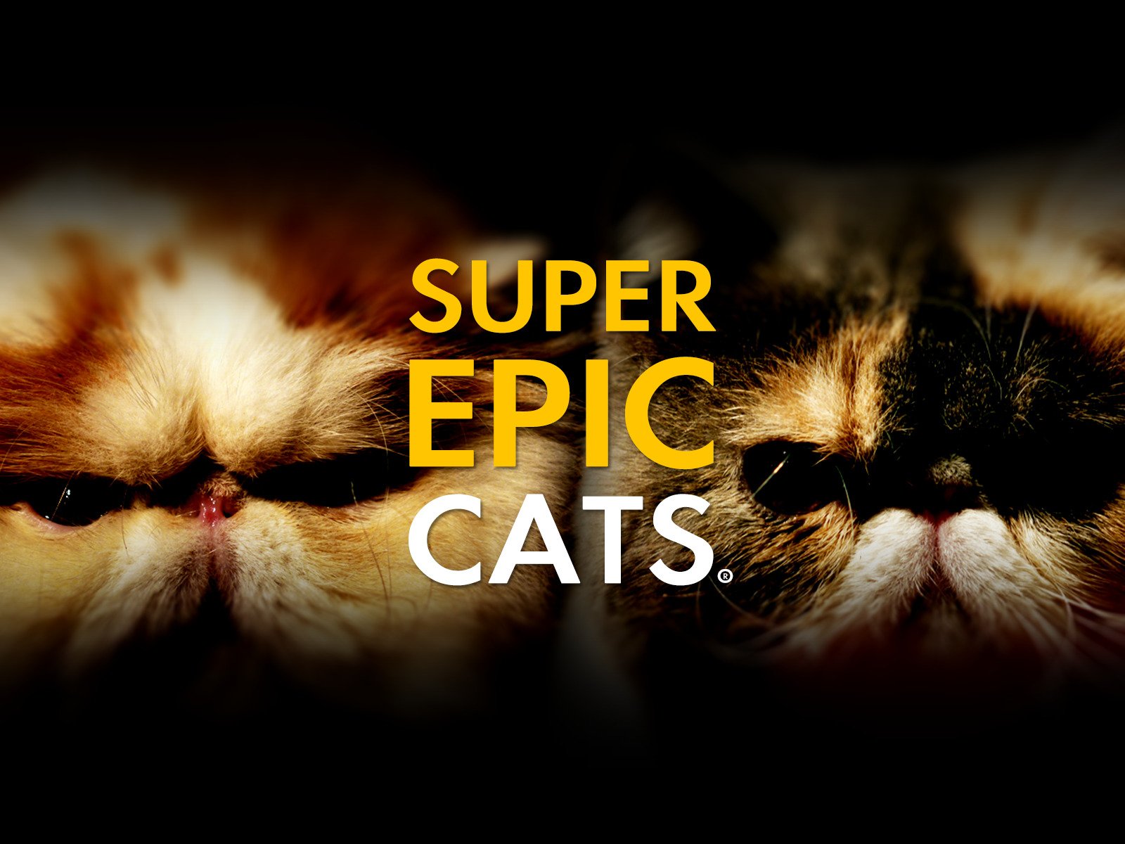 Watch Super Epic Cats Prime Video