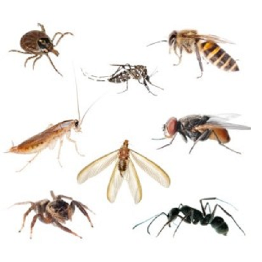 Getting Rid of 7 most hated bugs - Thumbnail 4