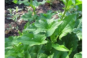 New Fresh 90pcs King Henry Plant Seeds Generic