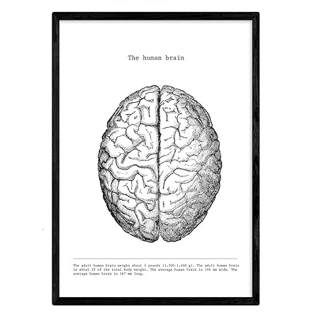 Nacnic Poster Cervello Cranio Anatomia Del Corpo Umano Muscoli E Le Ossa Film Con Parti Del Corpo Umano Formato A3