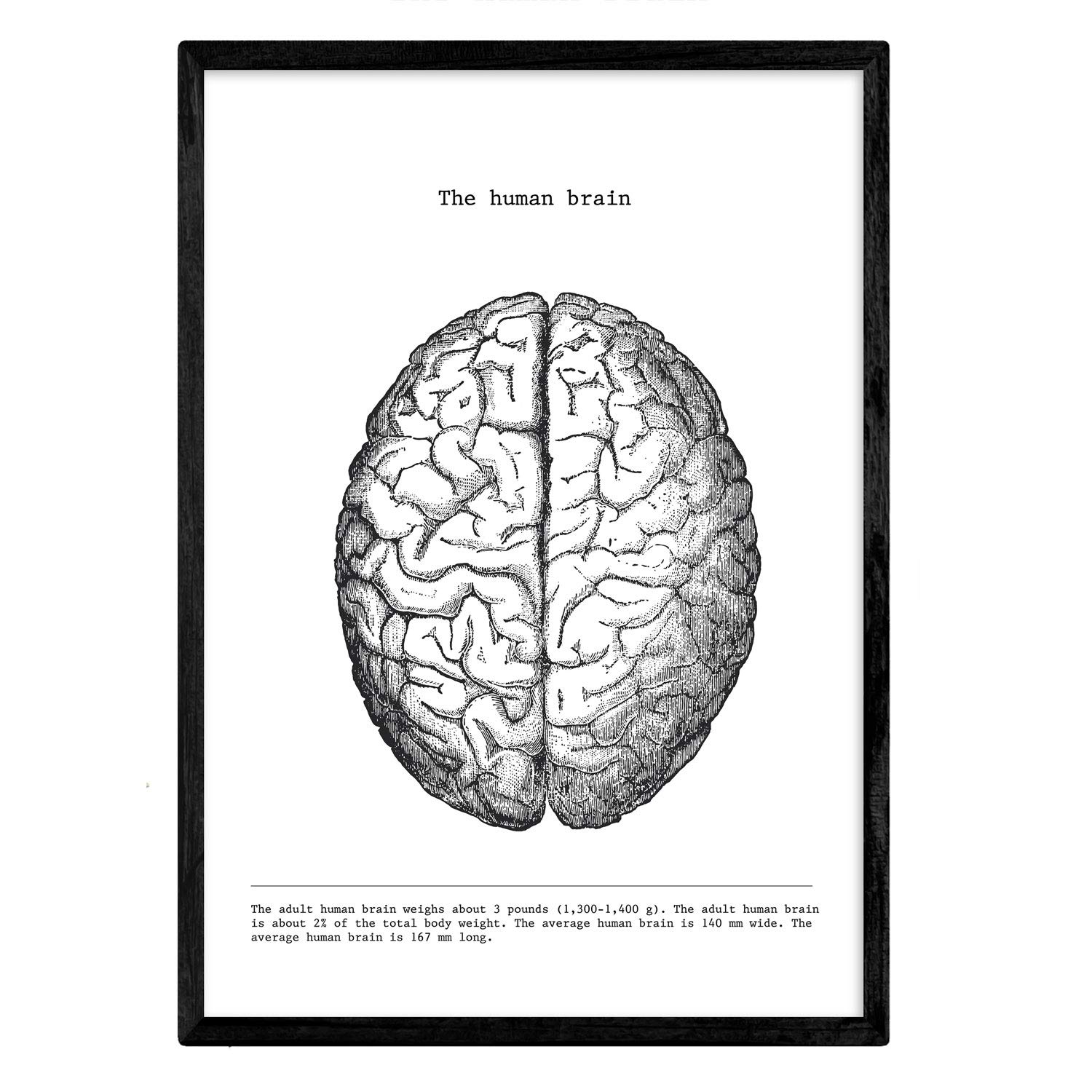 Nacnic Anatomical Posters - Vintage Style Brain Muscle Bone Wall Art - Assorted Black and White Photos of Human Anatomy and Body Parts - Size A3