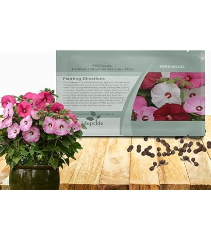 25 Seeds Luna Rose Pre-stratified Hot Pink Flowers Hardy Hibiscus Free